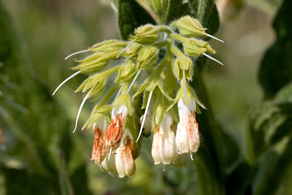 brabant biesbosch biesbos nationaal park natuurgebied natuur bevers eendenkooi rondvaart recreatie